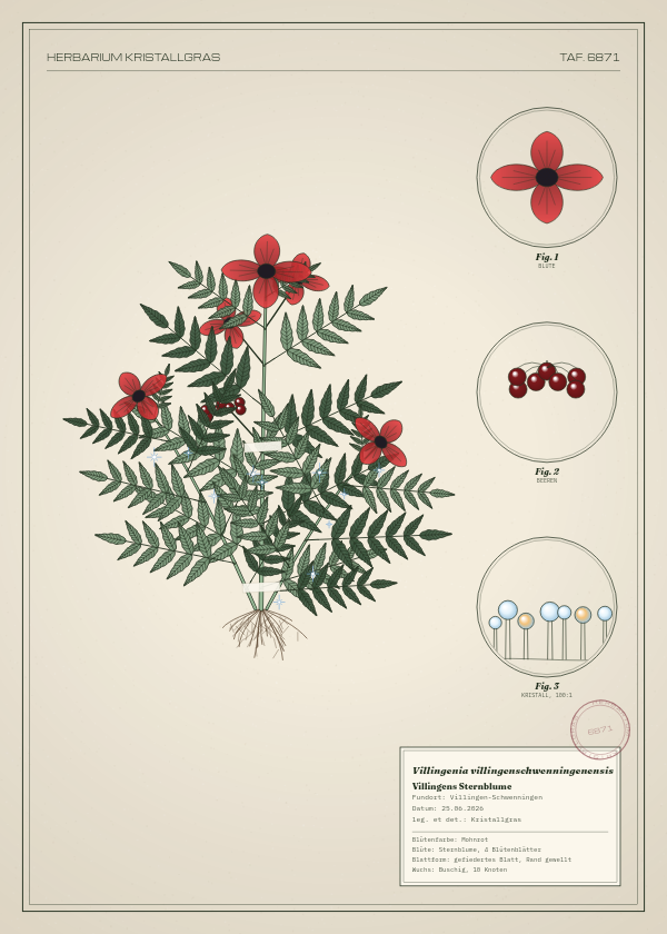 Botanische Tafel: Villingenia villingenschwenningenensis, eine erfundene Pflanze aus Villingen-Schwenningen, gezeichnet wie in einem alten Pflanzenatlas