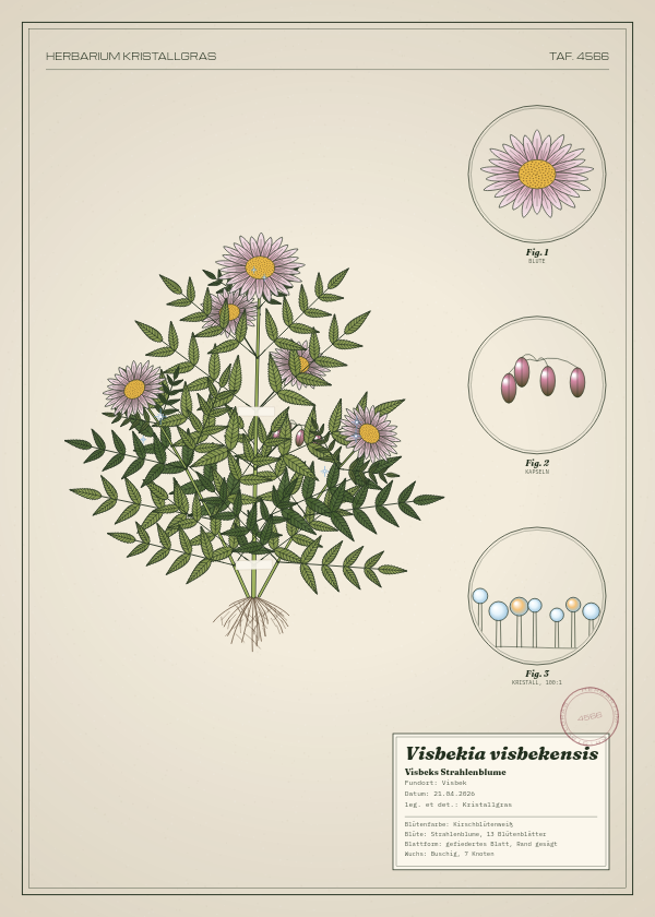 Botanische Tafel: Visbekia visbekensis, eine erfundene Pflanze aus Visbek, gezeichnet wie in einem alten Pflanzenatlas
