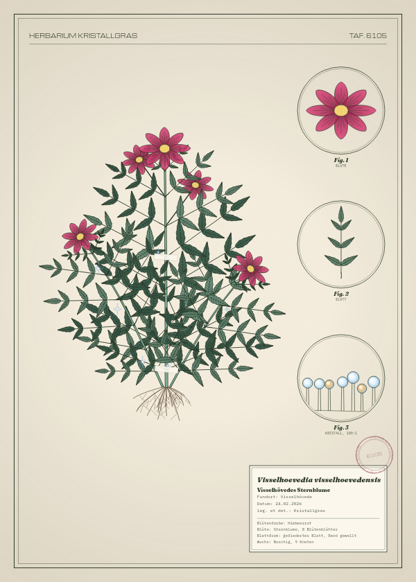 Botanische Tafel: Visselhoevedia visselhoevedensis, eine erfundene Pflanze aus Visselhövede, gezeichnet wie in einem alten Pflanzenatlas