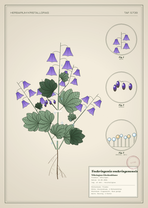 Botanische Tafel: Voehringenia voehringenensis, eine erfundene Pflanze aus Vöhringen, gezeichnet wie in einem alten Pflanzenatlas