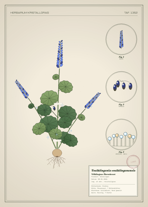 Botanische Tafel: Voelklingenia voelklingenensis, eine erfundene Pflanze aus Völklingen, gezeichnet wie in einem alten Pflanzenatlas