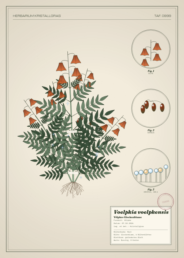 Botanische Tafel: Voelpkia voelpkensis, eine erfundene Pflanze aus Völpke, gezeichnet wie in einem alten Pflanzenatlas