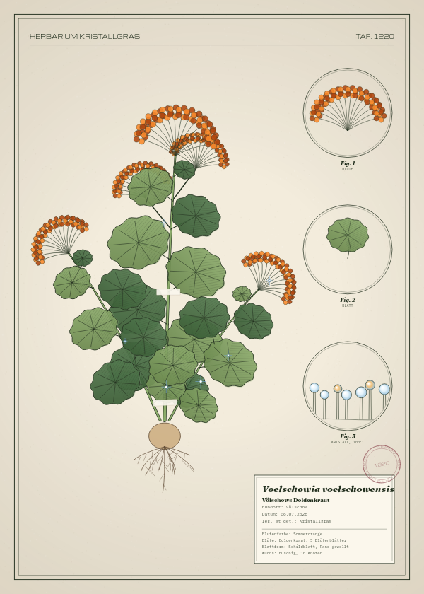 Botanische Tafel: Voelschowia voelschowensis, eine erfundene Pflanze aus Völschow, gezeichnet wie in einem alten Pflanzenatlas