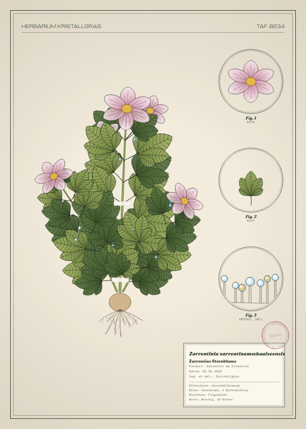 Botanische Tafel: Zarrentinia zarrentinamschaalseensis, eine erfundene Pflanze aus Zarrentin am Schaalsee, gezeichnet wie in einem alten Pflanzenatlas