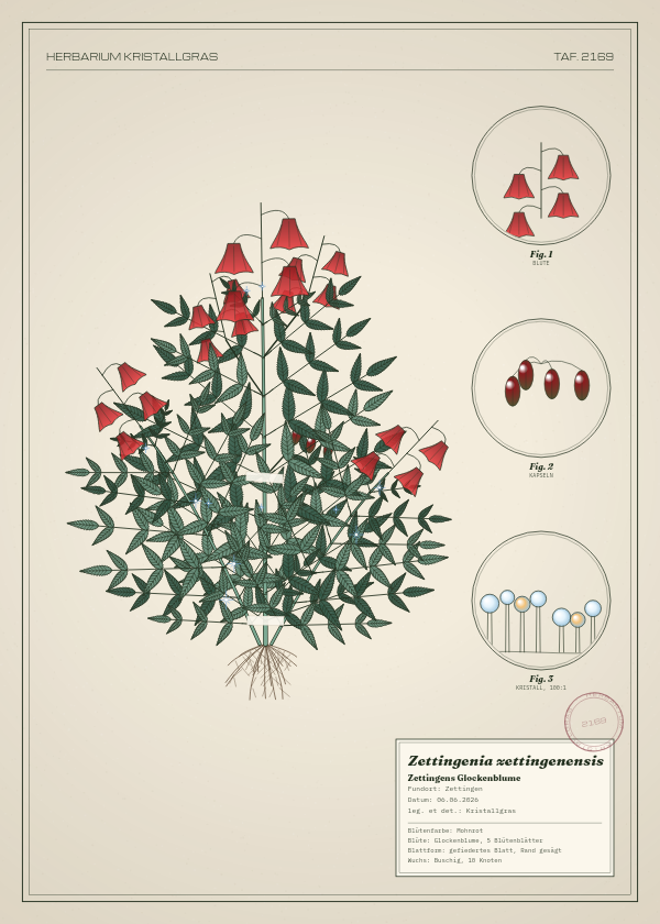 Botanische Tafel: Zettingenia zettingenensis, eine erfundene Pflanze aus Zettingen, gezeichnet wie in einem alten Pflanzenatlas
