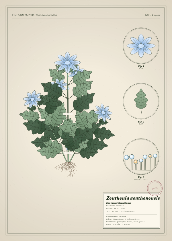 Botanische Tafel: Zeuthenia zeuthenensis, eine erfundene Pflanze aus Zeuthen, gezeichnet wie in einem alten Pflanzenatlas