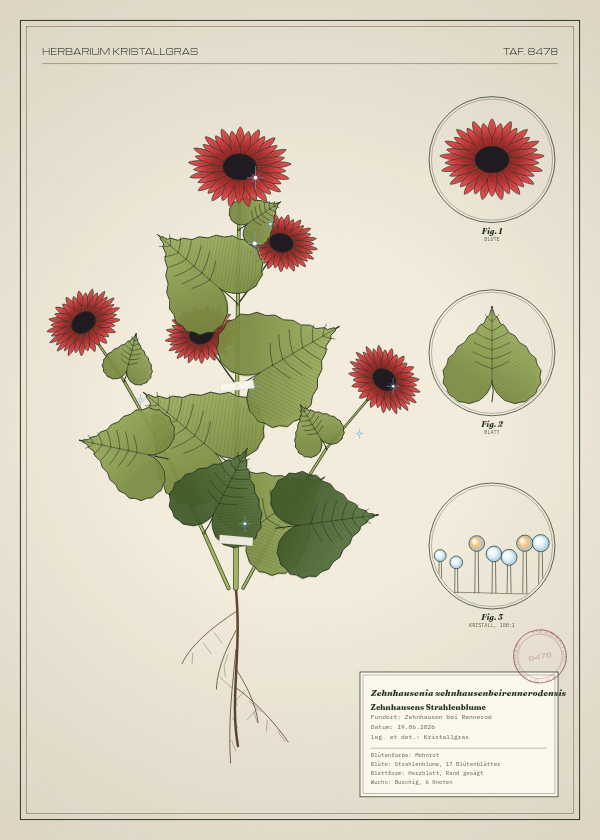 Botanische Tafel: Zehnhausenia zehnhausenbeirennerodensis, eine erfundene Pflanze aus Zehnhausen bei Rennerod, gezeichnet wie in einem alten Pflanzenatlas