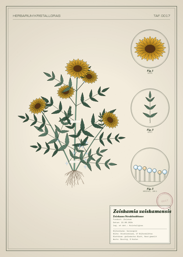 Botanische Tafel: Zeiskamia zeiskamensis, eine erfundene Pflanze aus Zeiskam, gezeichnet wie in einem alten Pflanzenatlas