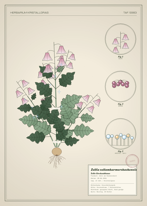 Botanische Tafel: Zellia zellamharmersbachensis, eine erfundene Pflanze aus Zell am Harmersbach, gezeichnet wie in einem alten Pflanzenatlas
