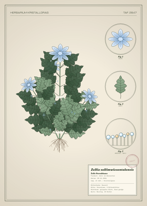 Botanische Tafel: Zellia zellimwiesentalensis, eine erfundene Pflanze aus Zell im Wiesental, gezeichnet wie in einem alten Pflanzenatlas