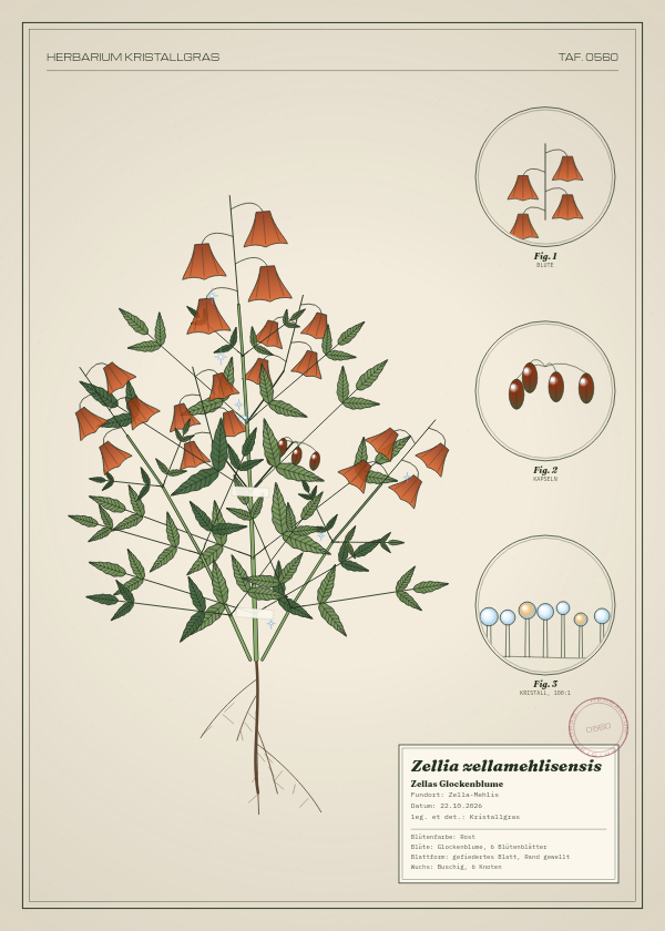 Botanische Tafel: Zellia zellamehlisensis, eine erfundene Pflanze aus Zella-Mehlis, gezeichnet wie in einem alten Pflanzenatlas