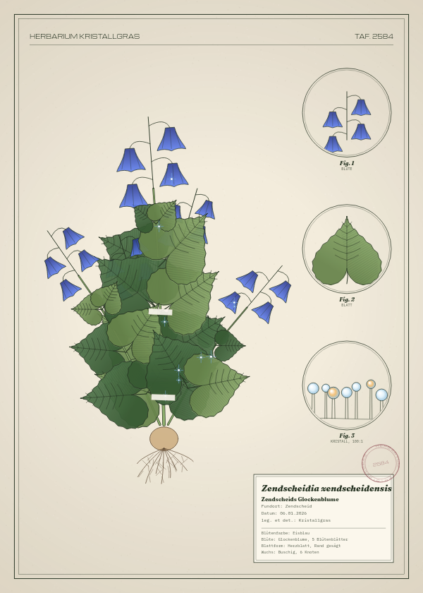 Botanische Tafel: Zendscheidia zendscheidensis, eine erfundene Pflanze aus Zendscheid, gezeichnet wie in einem alten Pflanzenatlas