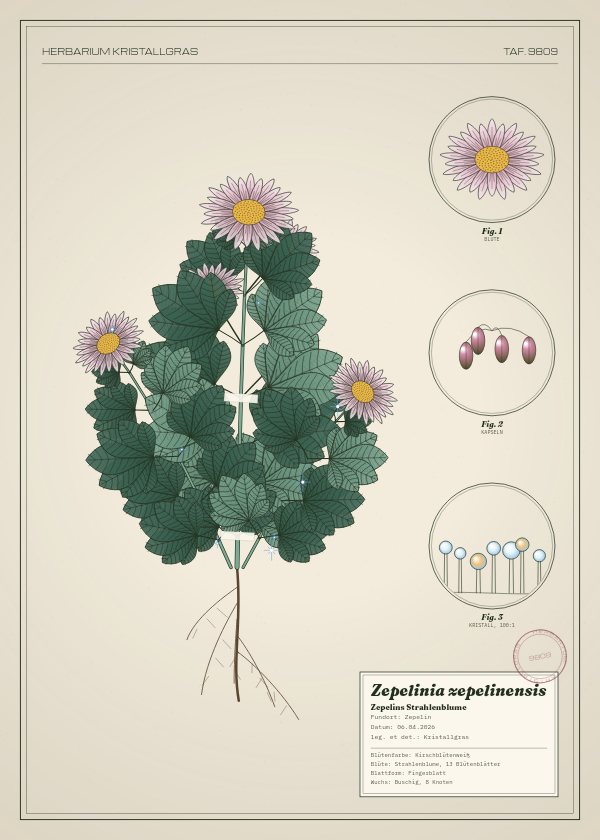 Botanische Tafel: Zepelinia zepelinensis, eine erfundene Pflanze aus Zepelin, gezeichnet wie in einem alten Pflanzenatlas