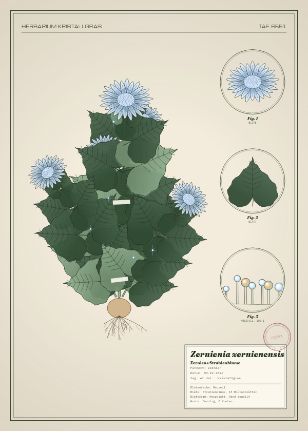 Botanische Tafel: Zernienia zernienensis, eine erfundene Pflanze aus Zernien, gezeichnet wie in einem alten Pflanzenatlas