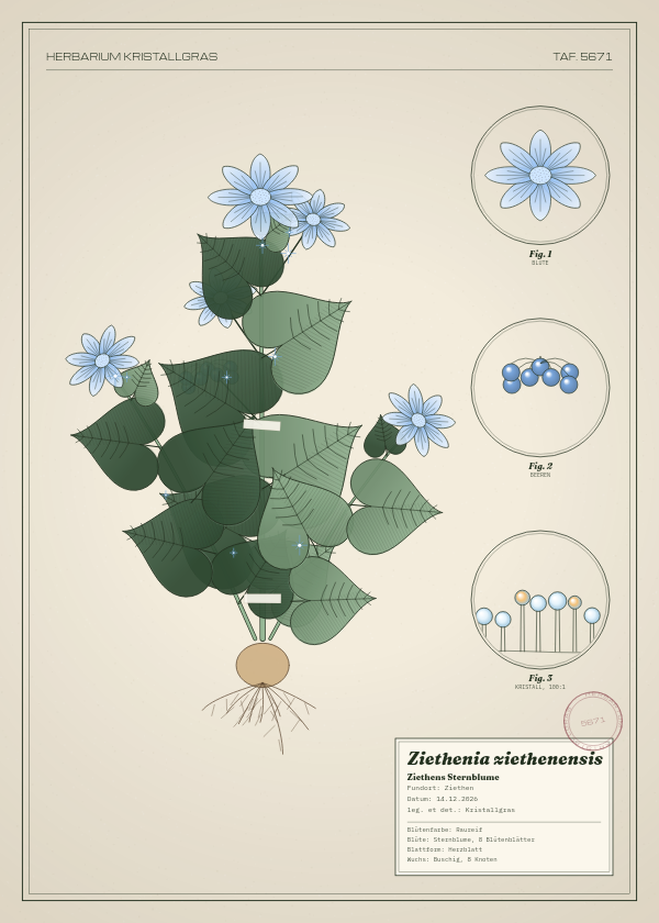 Botanische Tafel: Ziethenia ziethenensis, eine erfundene Pflanze aus Ziethen, gezeichnet wie in einem alten Pflanzenatlas