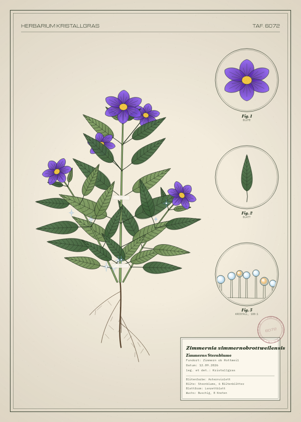 Botanische Tafel: Zimmernia zimmernobrottweilensis, eine erfundene Pflanze aus Zimmern ob Rottweil, gezeichnet wie in einem alten Pflanzenatlas