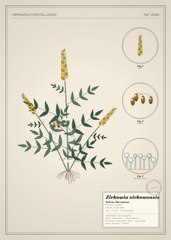Botanische Tafel: Zirkowia zirkowensis, eine erfundene Pflanze aus Zirkow, gezeichnet wie in einem alten Pflanzenatlas