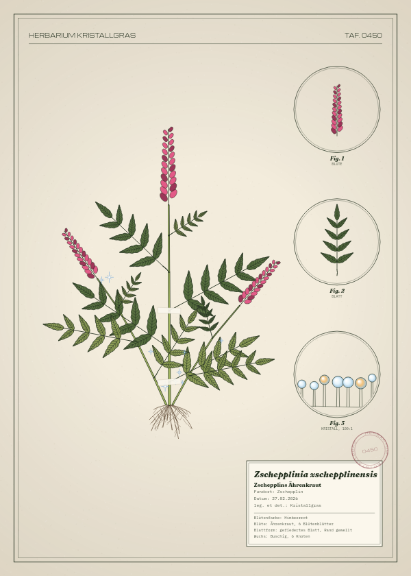 Botanische Tafel: Zschepplinia zschepplinensis, eine erfundene Pflanze aus Zschepplin, gezeichnet wie in einem alten Pflanzenatlas