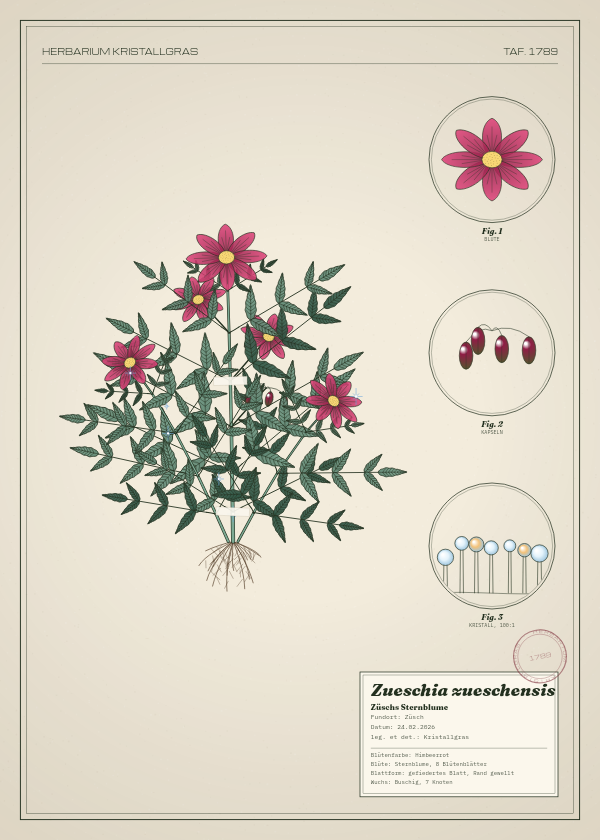 Botanische Tafel: Zueschia zueschensis, eine erfundene Pflanze aus Züsch, gezeichnet wie in einem alten Pflanzenatlas