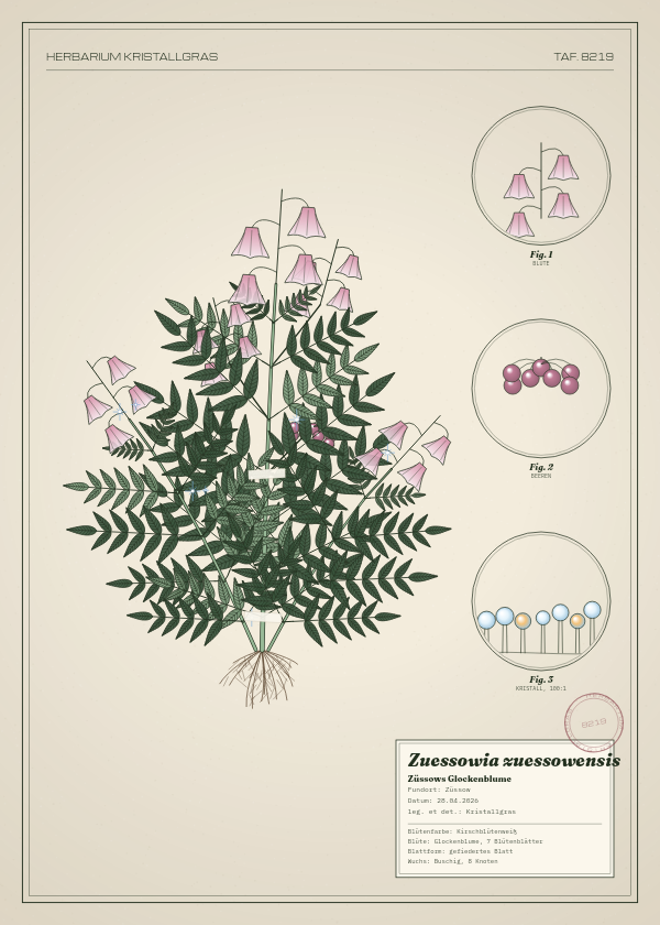 Botanische Tafel: Zuessowia zuessowensis, eine erfundene Pflanze aus Züssow, gezeichnet wie in einem alten Pflanzenatlas