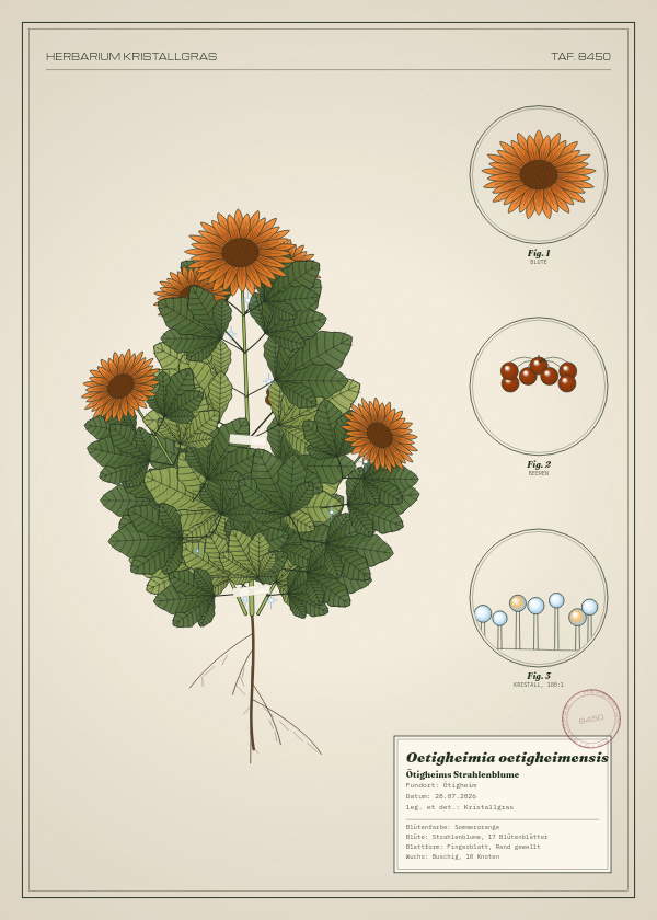 Botanische Tafel: Oetigheimia oetigheimensis, eine erfundene Pflanze aus Ötigheim, gezeichnet wie in einem alten Pflanzenatlas