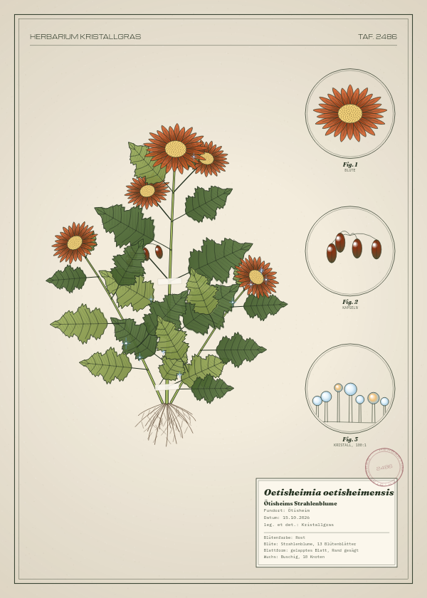 Botanische Tafel: Oetisheimia oetisheimensis, eine erfundene Pflanze aus Ötisheim, gezeichnet wie in einem alten Pflanzenatlas