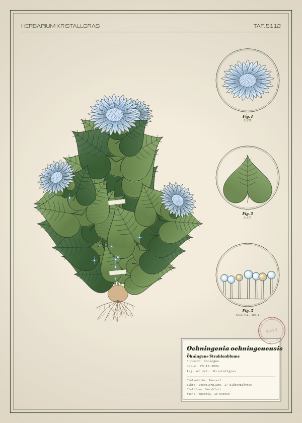Botanische Tafel: Oehningenia oehningenensis, eine erfundene Pflanze aus Öhningen, gezeichnet wie in einem alten Pflanzenatlas
