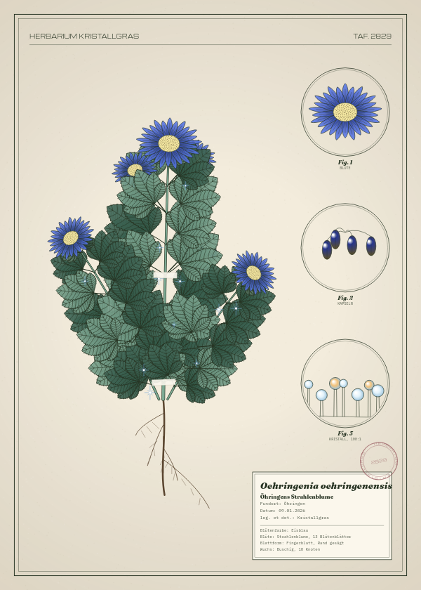 Botanische Tafel: Oehringenia oehringenensis, eine erfundene Pflanze aus Öhringen, gezeichnet wie in einem alten Pflanzenatlas