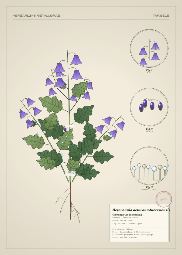 Botanische Tafel: Oelbronnia oelbronnduerrnensis, eine erfundene Pflanze aus Ölbronn-Dürrn, gezeichnet wie in einem alten Pflanzenatlas