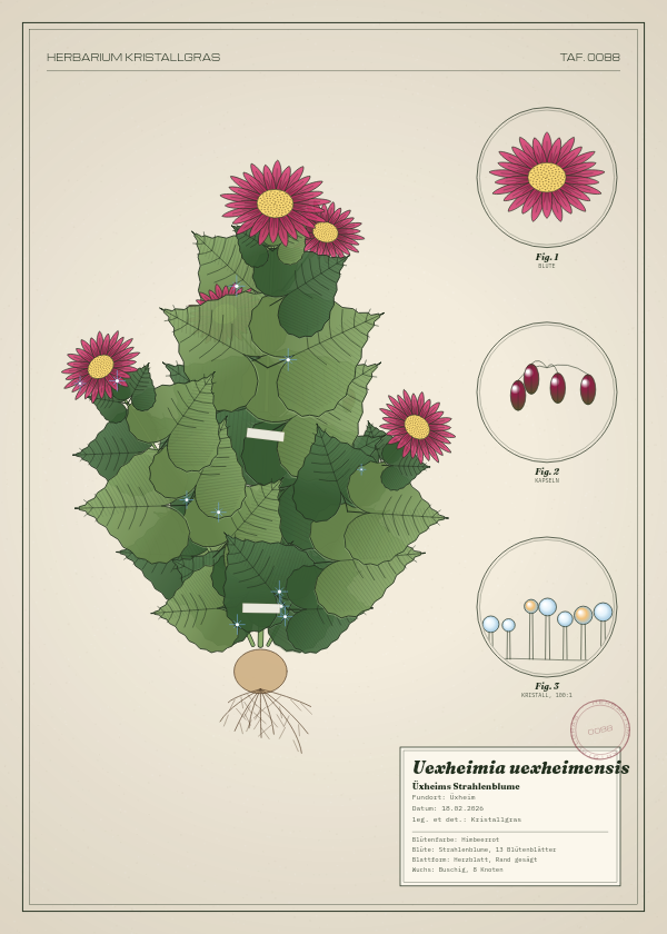 Botanische Tafel: Uexheimia uexheimensis, eine erfundene Pflanze aus Üxheim, gezeichnet wie in einem alten Pflanzenatlas