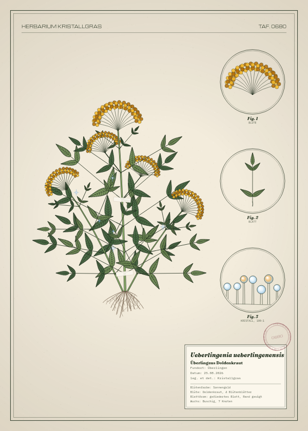 Botanische Tafel: Ueberlingenia ueberlingenensis, eine erfundene Pflanze aus Überlingen, gezeichnet wie in einem alten Pflanzenatlas