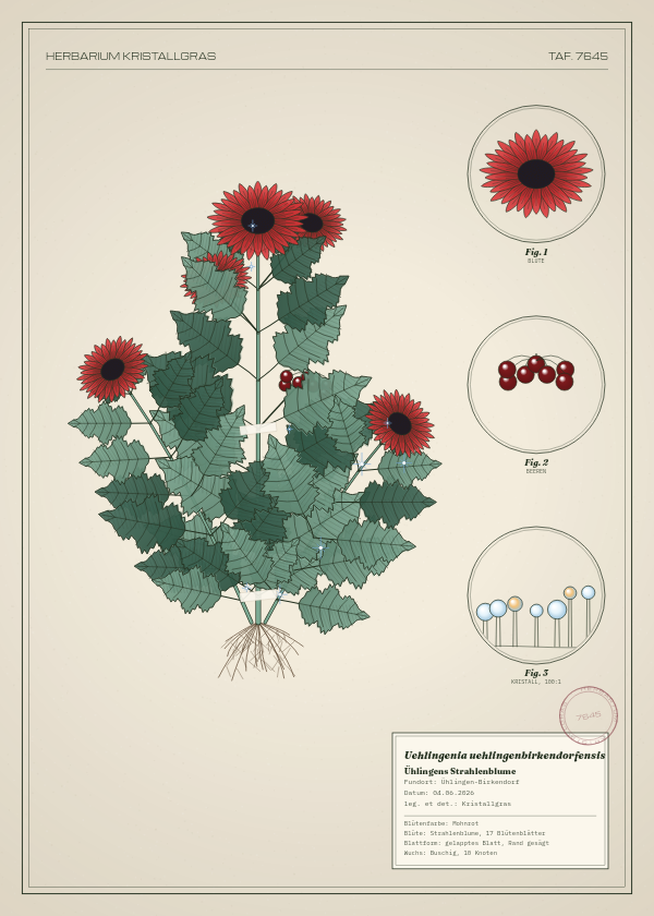 Botanische Tafel: Uehlingenia uehlingenbirkendorfensis, eine erfundene Pflanze aus Ühlingen-Birkendorf, gezeichnet wie in einem alten Pflanzenatlas
